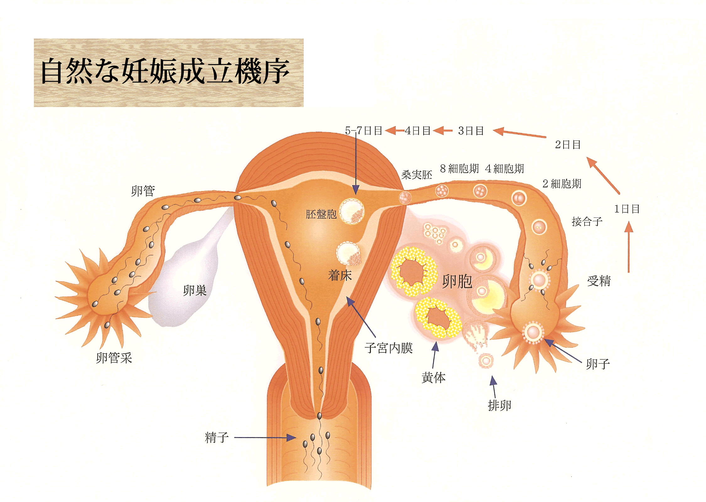 自然な妊娠成立機序